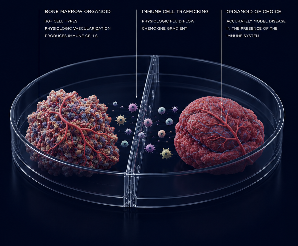 Orgonaut organoid system diagram